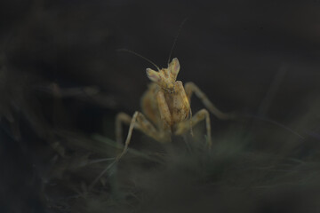 Praying Mantis