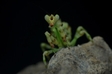 Praying Mantis