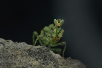 Praying Mantis