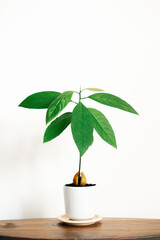 a young avocado plant in a white pot on a wooden table against a white wall
