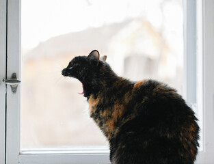 Yawning cat