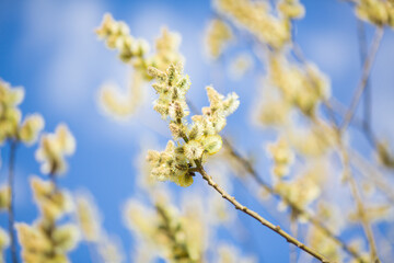 branches against sky