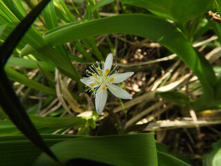 ミツバオウレン