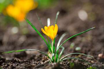 spring crocus flowers in spring