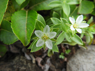 チョウカイフスマ
