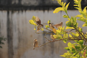 sparrow birds sitting on green tree.