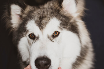 Blurry creative portrait of Malamute boy. White adorable snout, black wet nose, bright brown eyes and loving face. Selective focus on the details, blurred background.