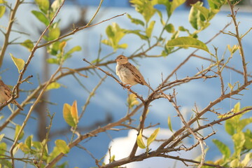 sparrow sitting on tree with blue background.