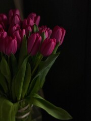 red tulips on black background