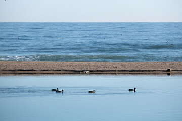 Foto de pájaros en un delta