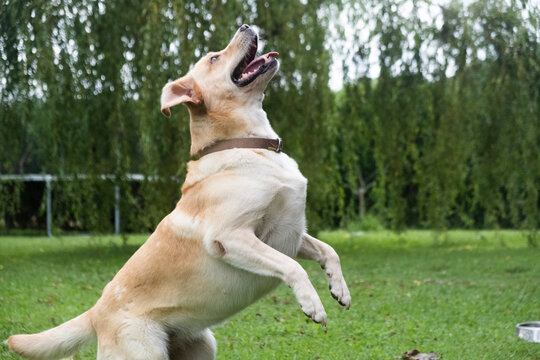 Un perro jugando en un jardín