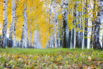 Row of birch trees with yellow autumn leaves