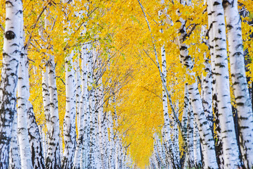 Row of birch trees with yellow autumn leaves