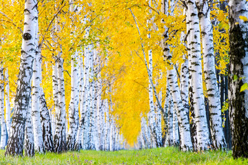 Row of birch trees with yellow autumn leaves