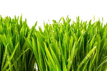 Fototapeta na wymiar Fresh green wheat sprouts. Health concept