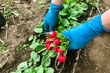 Fototapeta premium Spring harvest of red radish. Garden bed with radishes. Harvesting. Hands in gloves