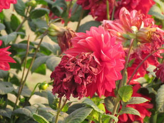 Fototapeta premium Beautiful Flowers with vibrant color