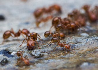Red ants and sweet water