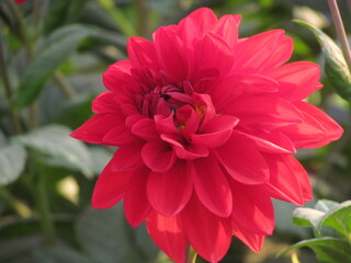 Beautiful Flowers with vibrant color