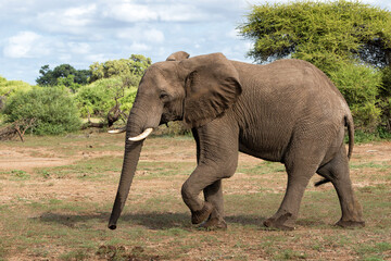 Elephant walking in Mashatu Game Reserve in the Tuli Block in Botswana