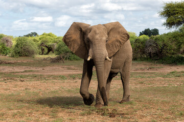 Fototapeta na wymiar Elephant walking in Mashatu Game Reserve in the Tuli Block in Botswana