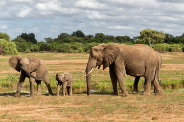 Fototapeta na wymiar Elephant herd walking in the green season in a Game Reserve in the Tuli Block in Botswana
