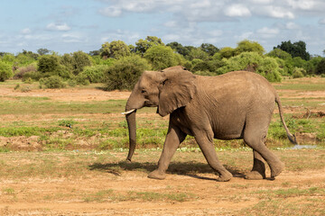Obraz premium Elephant walking in Mashatu Game Reserve in the Tuli Block in Botswana