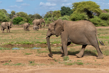 Fototapeta premium Elephant herd walking in the green season in a Game Reserve in the Tuli Block in Botswana