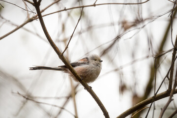 Long-tailed tit