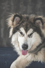 Malamute portrait with a tongue out. Young cute sled dog with furry white coat and grey fluffy ears. Selective focus on the details, blurred background.
