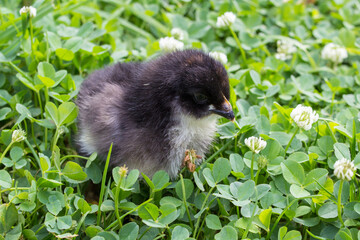 Black little chicken