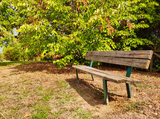 Bench in a park in a sunny day
