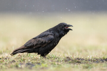 Raven bird ( Corvus corax ) close up