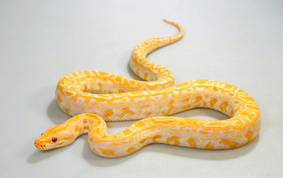 Burmese python // Dunkler Tigerpython (Python bivittatus) - Albino
