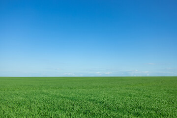 Fototapeta premium Green spring field against blue sky background