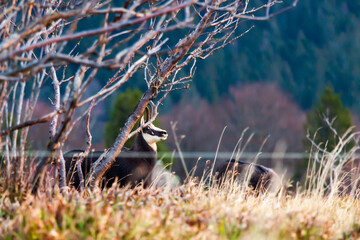 Chamois wild goat in the mountains of Vosges France in a blueberry and heather field 