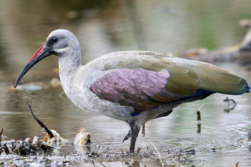 Hadeda Ibis, South Africa
