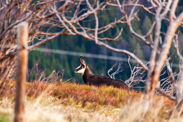 Chamois wild goat in the mountains of Vosges France in a blueberry and heather field peaking through tree branches