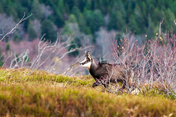 Chamois wild goat in the mountains of Vosges France in a blueberry and heather field peaking through tree branches