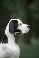 Close up portrait of head profile black white english pointer puppy dog on the green background