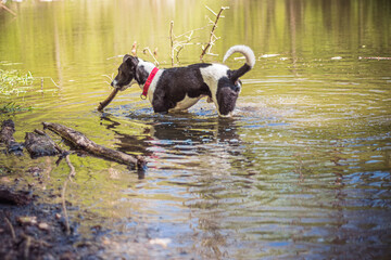 Young dog playing in a pond. Playful doggy walking in water and carrying a wooden stick in his mouth. Selective focus on the details, blurred background.