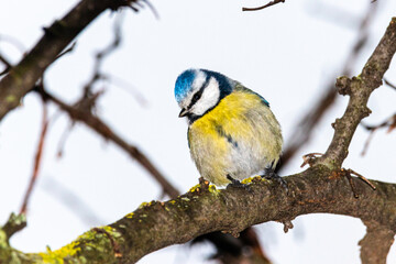 Eurasian Blue Tit perched on a tree branch