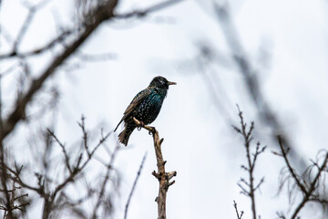 Common Starling perched on a tree branch