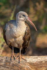 Hadeda Ibis, South Africa