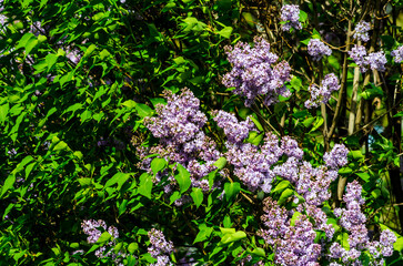 purple lilac bush blooming in summer on a sunny day