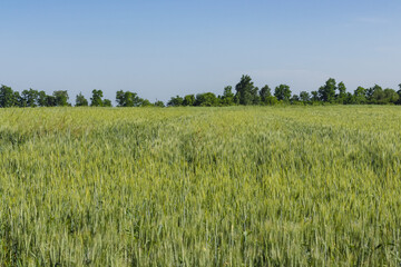 Rural green wheat field, Wheat field in the countryside