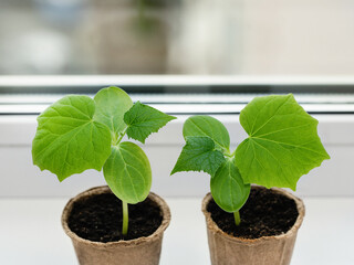 Cucumber seedlings in pots, on a white background. Sprouts for planting cucumbers in the greenhouse. Vegetarianism.