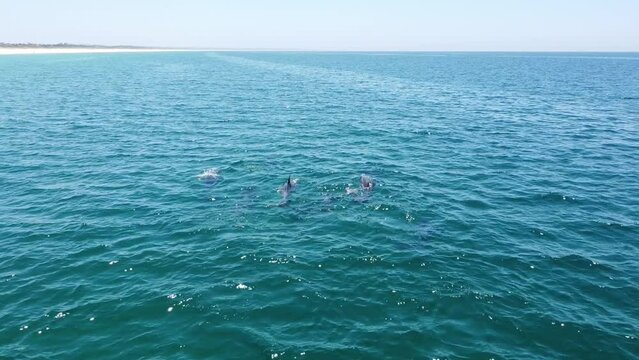 Aerial Drone View, School of wild dolphins at Comporta Beach, Portugal