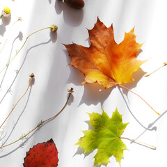 Beautiful autumn leaves and tree branches taken in harsh sunlight against a white background. Autumn concept