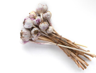 Large bunch of garlic with dry stems, isolate on white background, top view.